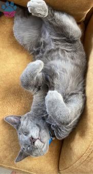 Russian Blue Yavrumuza Dişi Kedi Arıyoruz