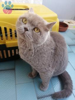 British Shorthair 2 Yaşındaki Oğluma Eş Arıyorum