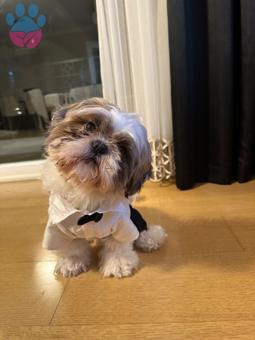 Shih Tzu Oğluma Eş Arıyorum