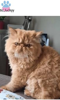 Exotic Shorthair Yakışıklı Oğluma Eş Arıyoruz