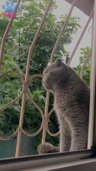 Scottish Fold Oğlum Simba Eş Arıyor