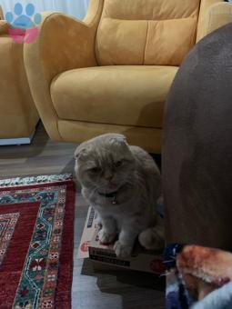 Scottish Fold