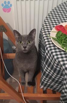 Russian Blue Kızıma Eş Arıyorum 4 Yaşında