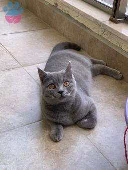 British Shorthair 11 Aylık Kızgınlıkta Kedime Eş Arıyorum