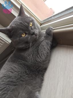 British Shorthair Oğlumuz Gölge Kızgınlıkta