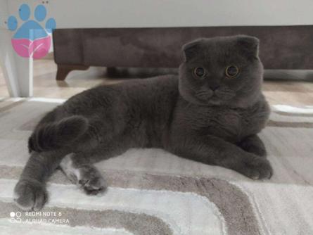 Scottish Fold Edi Erkek Kedimize Eş Arıyoruz Kızgınlıkta