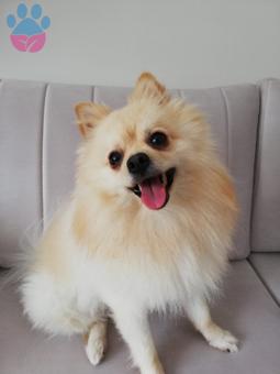 Pomeranian Boo Oğluma Dişi Arıyorum