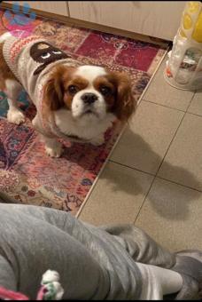 Cavalier King Charles Köpeğime Eş Arıyorum