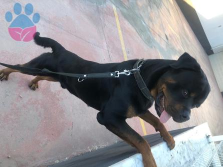 Rottweiler Cinsi Oğlumuz Vegas Eş Arıyor