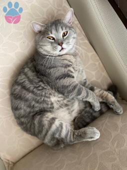 British Shorthair 16 Aylık Oğlumuza Acil Eş Arıyoruz