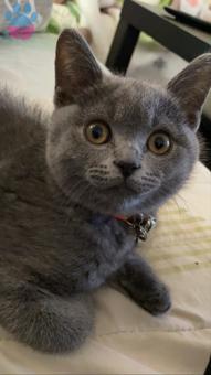 İstanbul&#8217;da British Shorthair Dişi Arıyoruz