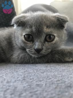 Scottish Fold Aşıları Eksiksiz Güzel Bir Eş Arıyoruz