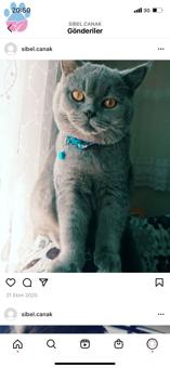 11 Aylık British Shorthair Oğluma Eş Arıyorum