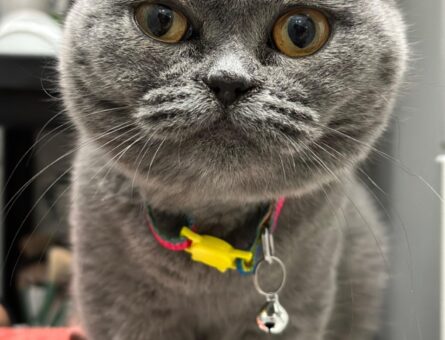 British Shorthair Kızım Eş Arıyor 9 Aylık