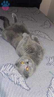 Scottish Fold 1 Yaşında Kedime Eş Arıyorum