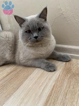 British Shorthair Oğluma Eş Arıyorum 11 Aylık