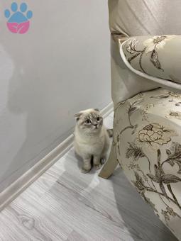 Scottish Fold Bluepoint 1 Yaşında Kızıma Eş Arıyorum