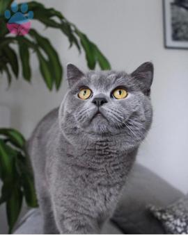 11 aylık british shorthair oğlumuza eş arıyoruz