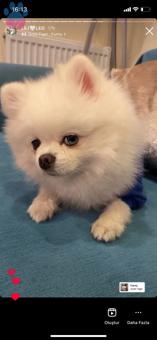 Pomeranian Boo Oğluma Dişi Pomerainan Arıyorum