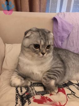 Scottish Fold Oğluma Eş Arıyoruz