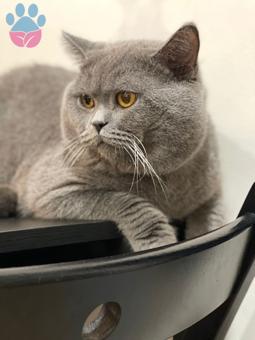 British Shorthair 1 Yaşındaki Oğluma Eş Arıyorum