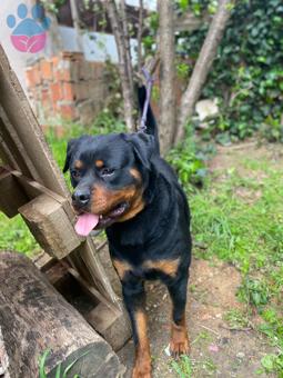 Rottweiler Cinsi Safkan Oğluma Eş Arıyorum