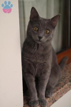 Russian Blue Oğlumuza Dişi Eş Arıyoruz