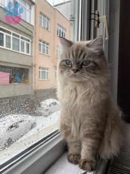 British Longhair Oğlumuza Eş Arıyoruz