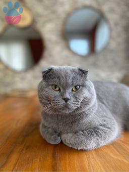 British Shorthair Yakışıklı Oğluma Eş Arıyorum