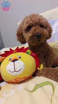 Toy Poodle 1.5 Yaşında Oğluma Eş Arıyorum