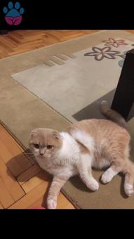 1 Yaşında Scottish Fold Oğluma Eş Arıyorum