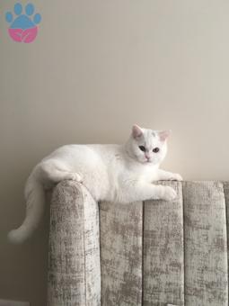 British Shorthair Legolas&#8217;ımıza Eş Arıyoruz