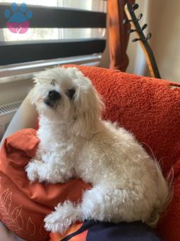 Maltipoo 22 Aylık Oğluma Eş Arıyorum