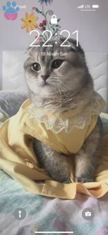 Scottish Fold Kızıma Eş Arıyorum 1,5 Yaşında