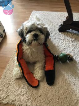 Shih Tzu 4 Yaşında Oğlumuza Eş Arıyoruz