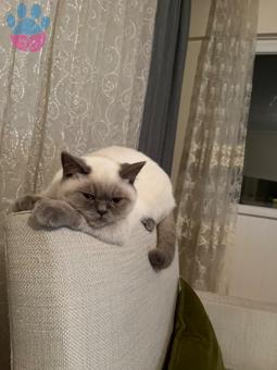 8 Aylık British Shorthair Kedime Eş Arıyorum