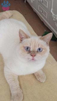 British Shorthair 1 Yaşında Oğlumuza Eş Arıyoruz