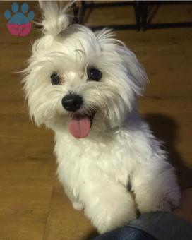 Sıfır Numara Maltese Terrier Oğluma Eş Arıyorum