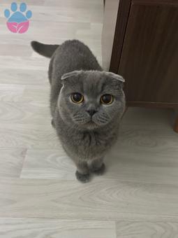 Scottish Fold Dişi Kedime Eş Arıyorum Samsun