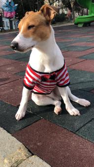 1 Yaşında Jack Russell Cinsi Oğluma Eş Arıyorum