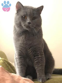 British Shorthair Oğlumuza Eş Arıyoruz