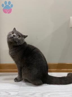 British Shorthair Kedim İçin Dişi Eş Arıyorum