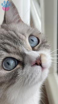 British Shorthair Kızımıza Eş Arıyoruz