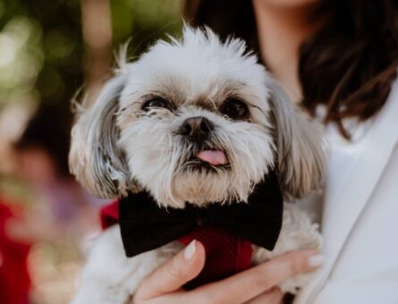 Shih Tzu Oğlumuz Odie’ye Eş Arıyoruz