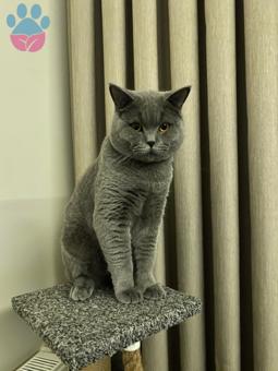 11 Aylık British Shorthair Oğlumuza Eş Arıyoruz