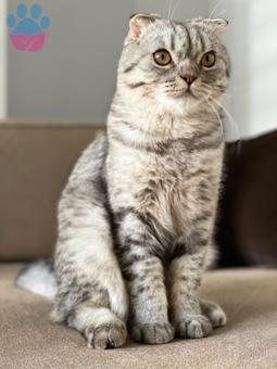 Scottish Fold Cinsi Oğluma Eş Adayı Arıyoruz