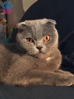 Scottish Fold Cinsi Dişi Kedime Eş Arıyorum