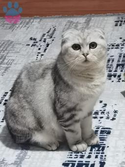 Scottish Fold 10 Aylık Kedime Eş Arıyorum