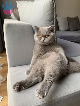 British Shorthair Kızıma Eş Arıyorum