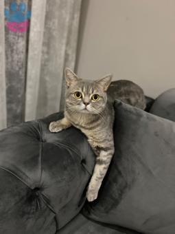 British Shorthair Oğlumuz Reis Cinsi Eş Arıyoruz